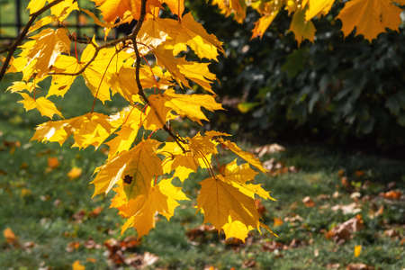 Autumn maple leafs on the maple tree backgroundの写真素材