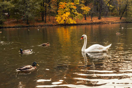 White swan on pond in Tsaristyno park on autumn day. Moscow. Russiaの写真素材
