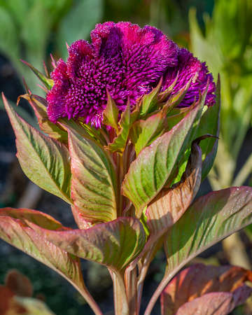 Blooming Cockscomb flower, Celosia cristata in the gardenの写真素材