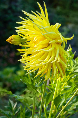 Dahlia cactus yellow star flower in the gardenの写真素材