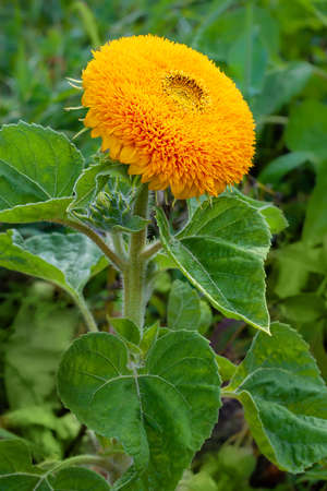 Decorative yellow sunflower Teddy Bear in gardenの写真素材