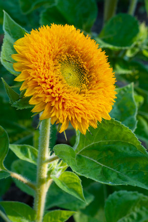 Decorative yellow sunflower Teddy Bear in gardenの写真素材