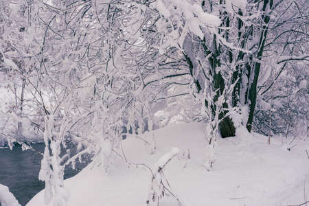 Winter scene of snowy trees and riverの写真素材