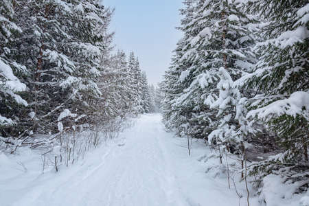 The wide trail in forest with frost and snow on firs brunches. Majestic landscape in cold winter morningの写真素材