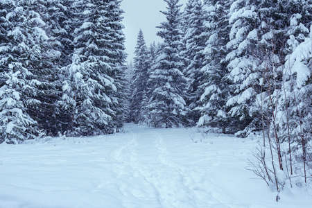 Winter forest with snowy fir treesの写真素材