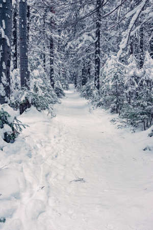 Winter forest with snowy fir treesの写真素材