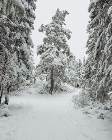 Winter forest with snowy fir treesの写真素材