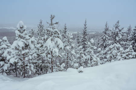 Winter forest with snowy fir trees. View from mountainの写真素材