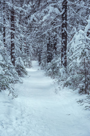 The trail in forest with frost and snow on firs brunches. Majestic landscape in cold winter morningの写真素材