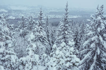 Winter forest with snowy fir trees. View from mountainの写真素材