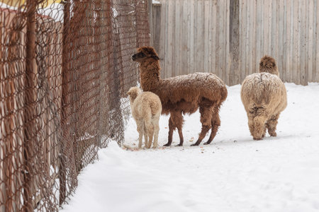 Alpaca behind net in nature reserve in winter dayの写真素材