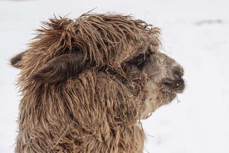 Alpaca in nature reserve in winter dayの写真素材