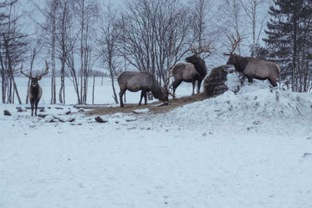 Altai wapitis (marals) eat hay in snowy winter forest in the nature reserveの写真素材