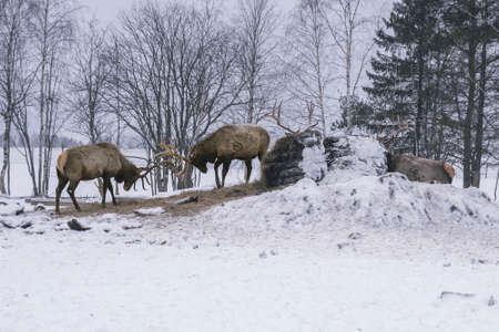Altai wapitis (marals) eat hay in snowy winter forest in the nature reserveの写真素材