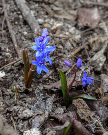 First spring flowers of Scilla bifolia, the alpine squill or two-leaf squill in forestの写真素材