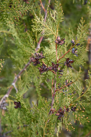 Branch of thuja with cones in springの写真素材