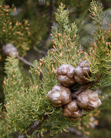 Branch of thuja with cones in springの写真素材
