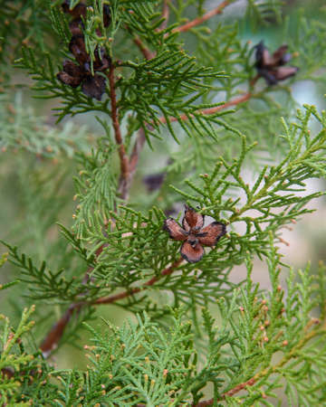 Branch of thuja with cones in springの写真素材