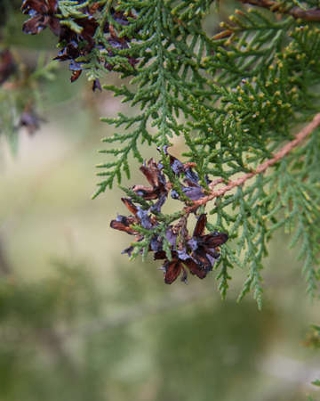 Branch of thuja with cones in springの写真素材