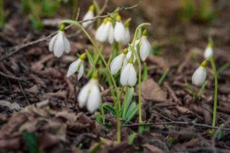 First spring snowdrops in the wild. Flowers of Galanthus in natureの写真素材