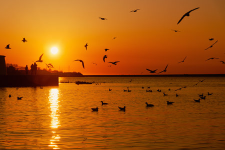 Seagulls at sunset in the Artillery bay in Sevastopol, Crimeaの写真素材