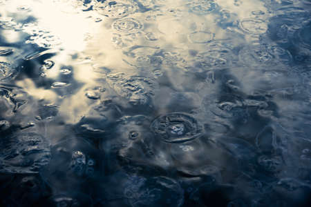 Many small jellyfish Aurelia aurita in Black sea. Balaklava. Crimeaの写真素材