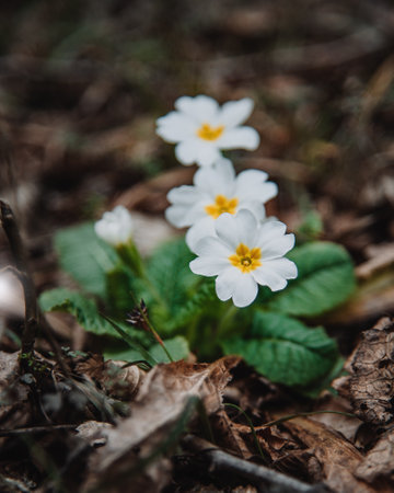 Spring flowers Primula vulgaris in nature