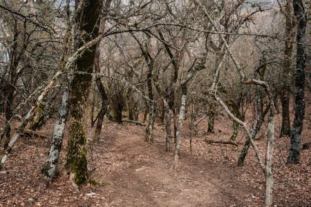 Forest at foot of Ilyas-Kaya Mountain in spring. Crimeaの写真素材