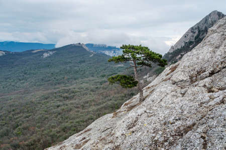 Pine tree on rock wall of Delikli-Burun rock in spring. Crimeaの写真素材