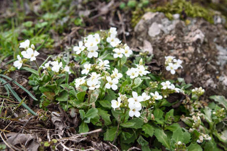 Arabis recta flowers in nature in springの写真素材