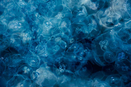 Many small jellyfish Aurelia aurita in Black sea. Balaklava. Crimeaの写真素材