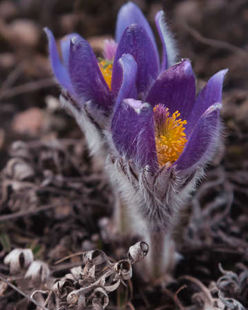 Pulsatilla halleri or pulsatilla taurica flowers in spring at Crimeaの写真素材