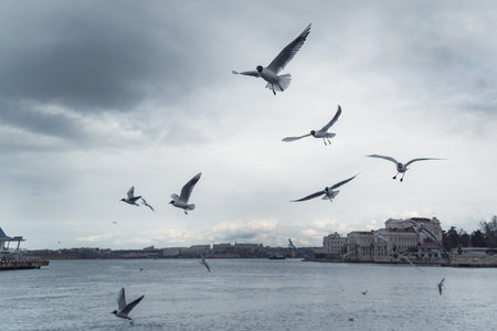 Seagulls flying in the cloudy skyの写真素材