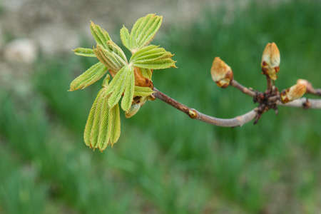 First chestnut leaves on tree in springの写真素材