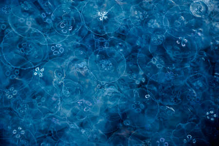 Many small jellyfish Aurelia aurita in Black sea. Balaklava. Crimeaの写真素材