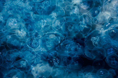 Many small jellyfish Aurelia aurita in Black sea. Balaklava. Crimeaの写真素材