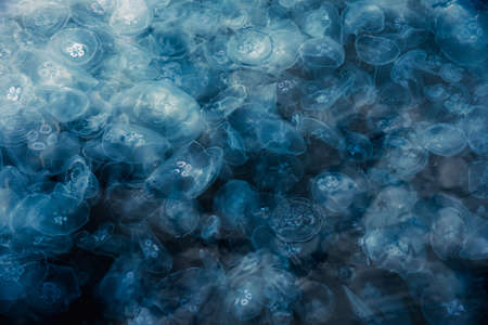Many small jellyfish Aurelia aurita in Black sea. Balaklava. Crimeaの写真素材
