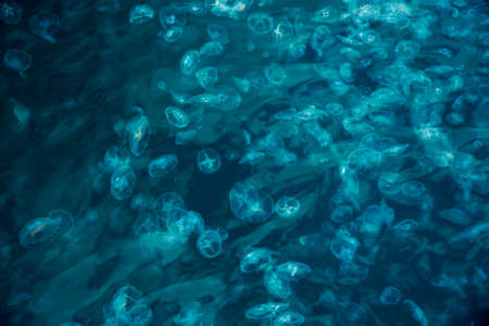 Many small jellyfish Aurelia aurita in Black sea. Balaklava. Crimeaの写真素材