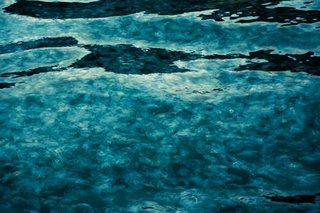 Many small jellyfish Aurelia aurita in Black sea. Balaklava. Crimeaの写真素材