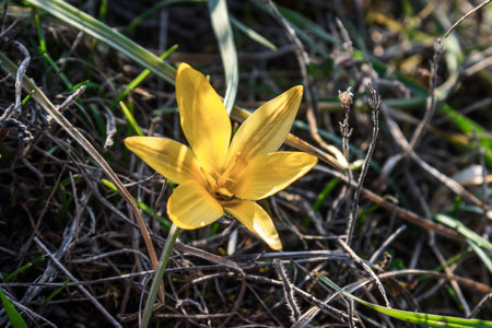 Yellow Crocus susianus flower in springの写真素材