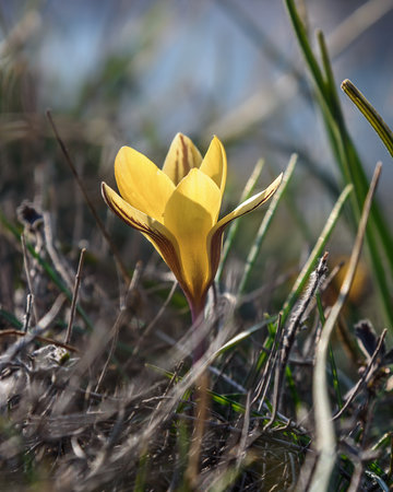 Yellow Crocus susianus flower in springの写真素材