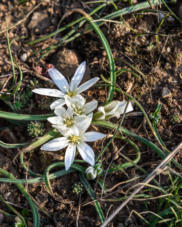First spring flower white Ornithogalum fimbriatumの写真素材
