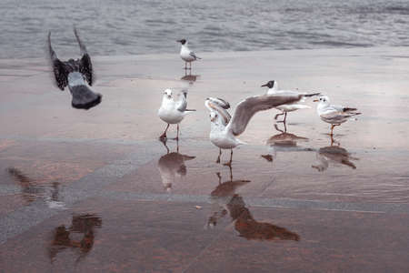 Seagulls and pigeons on the embankment after the rain in spring, Sevastopol. Crimeaの写真素材