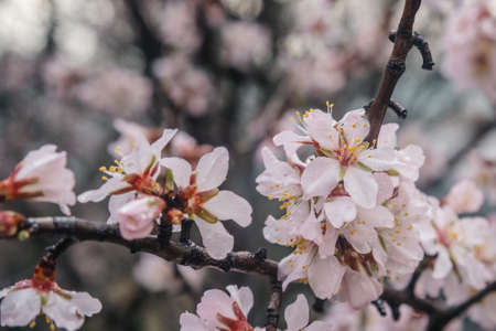 Flowering almond trees in spring. Beautiful almond flower blossom with raindrops backgroundの写真素材
