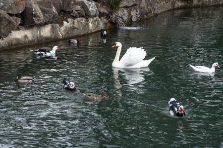 White swans and ducks in lake at Upper park of Vorontsov Palace in spring. Alupka. Crimeaの写真素材