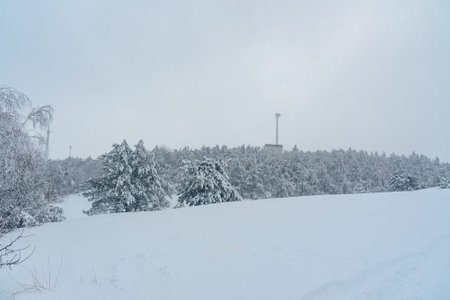 Snow covered forest on mountain Ai-Petri after blizzard in spring. Crimeaの写真素材