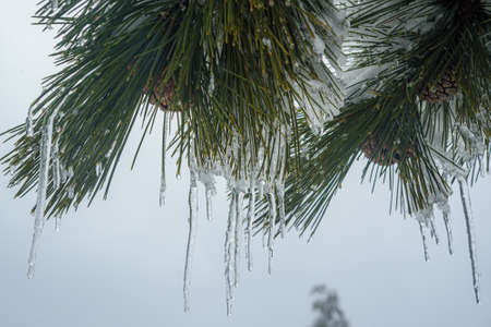 Snow-covered branches of pine trees with cones and icicles on mountain Ai-Petri in spring. Crimeaの写真素材