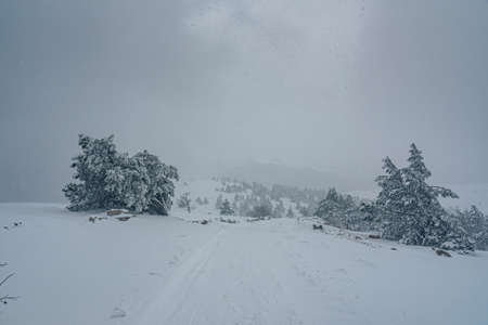 Snow-covered forest on top of mountain Ai-Petri after blizzard in spring. Crimeaの写真素材