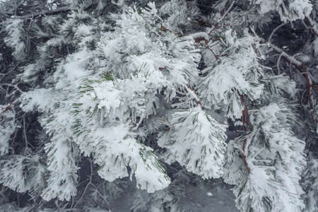 Snow-covered branches of pine tree on mountain Ai-Petri in spring. Crimea