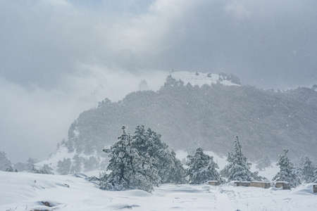 Snow-covered forest on top of mountain Ai-Petri after blizzard in spring. Crimeaの写真素材